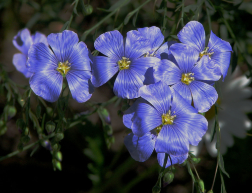 Nutrients in Flaxseed (Linseed)