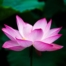 Lotus_flower_from wikimedia