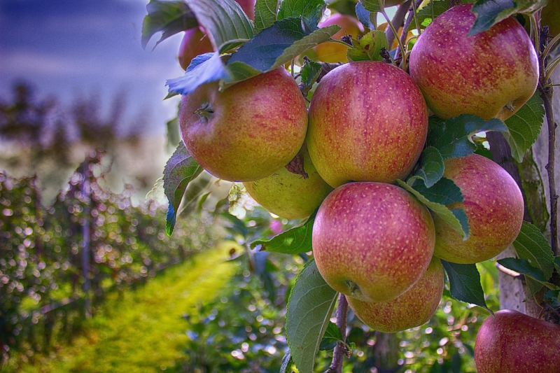 apples by MarcoRoosink-490475