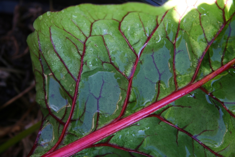 Green Leafy Chard, also known as silverbeet, perpetual spinach, spinach beet, crab beet, bright lights, seakale beet, and mangold © Foodsynergy