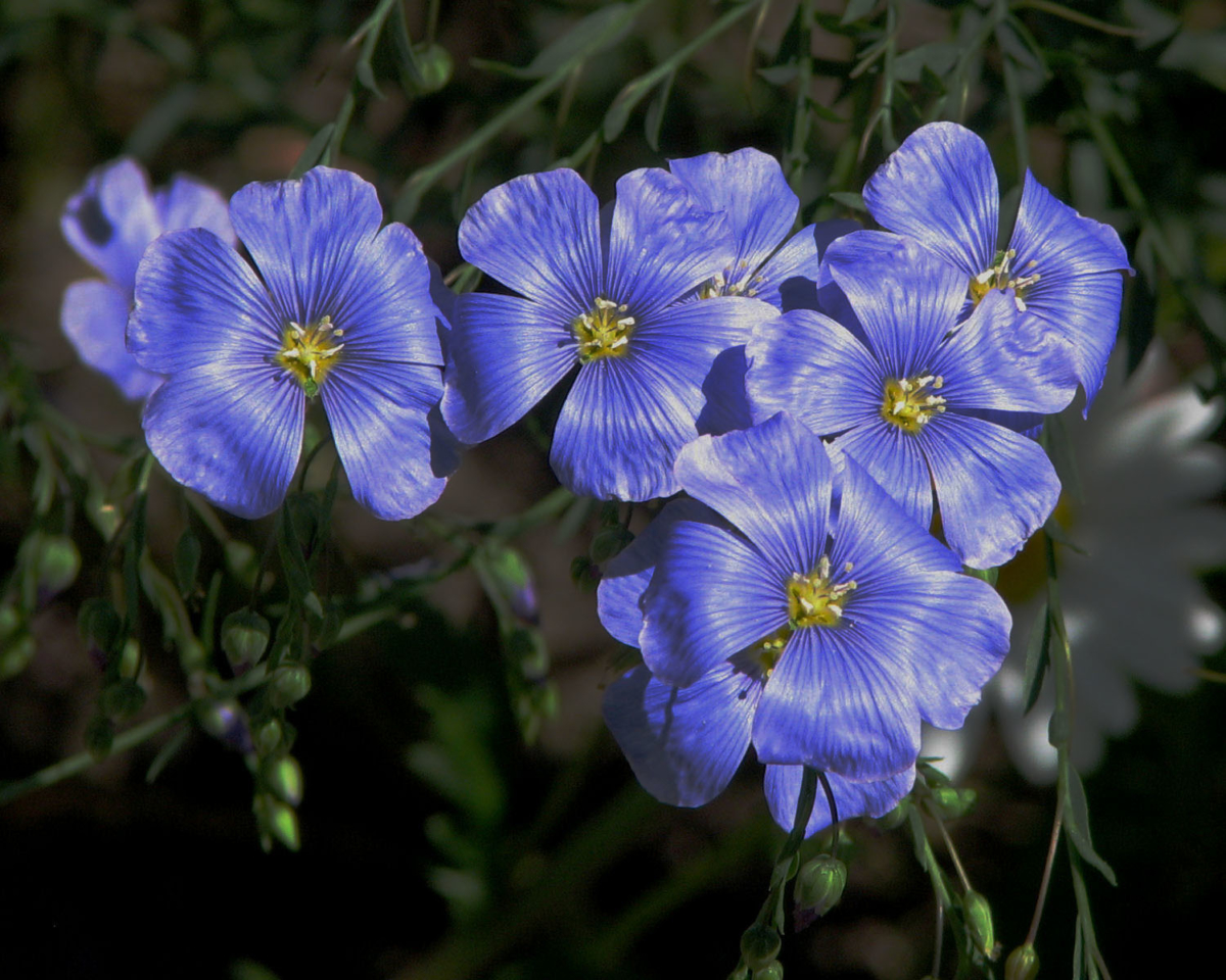 Flax_flowers