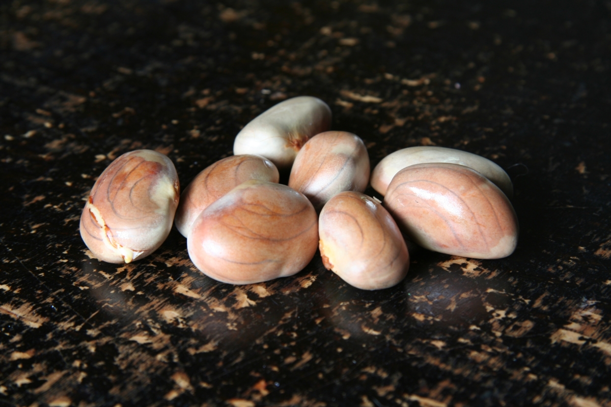 Jackfruit seeds © Food Synergy