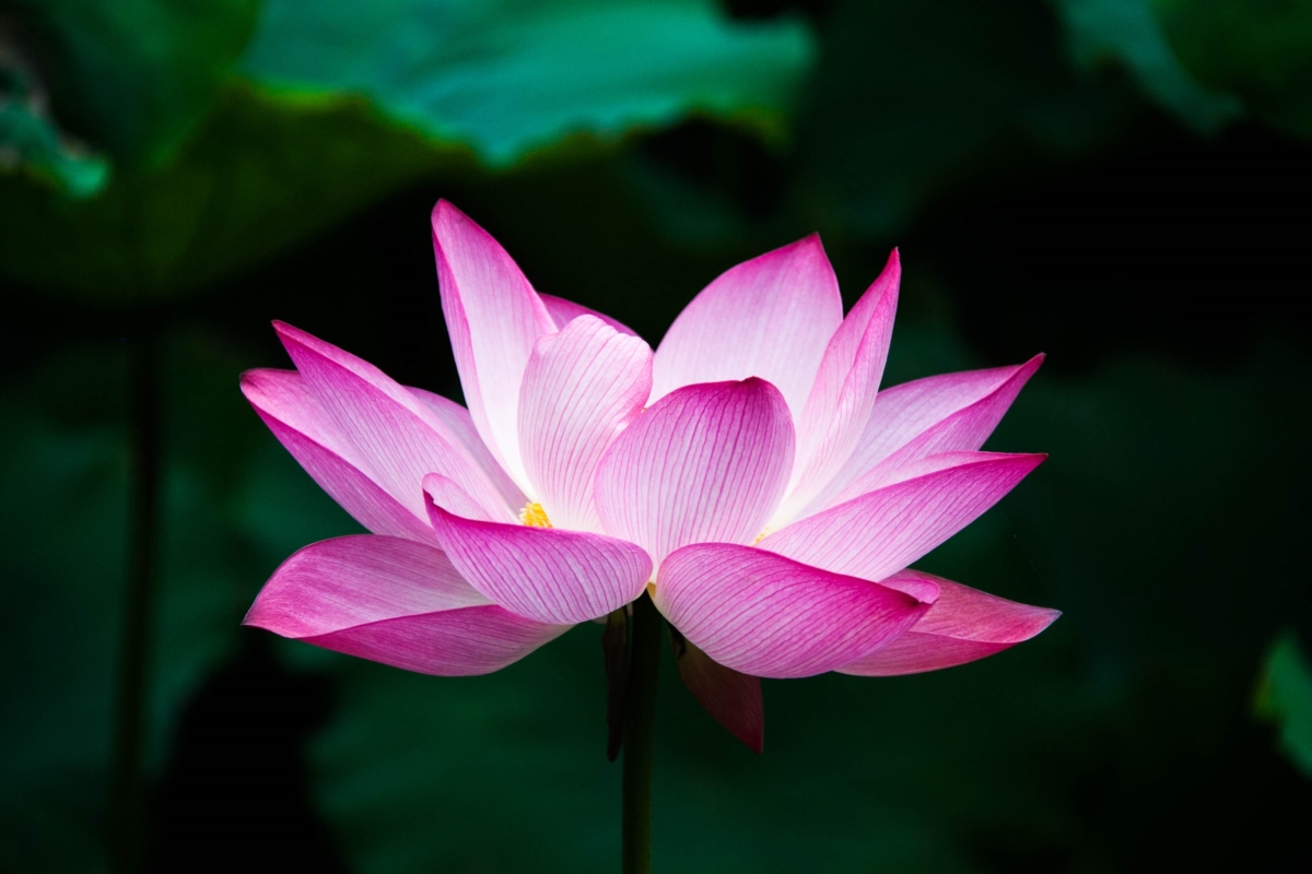 Lotus_flower_from wikimedia