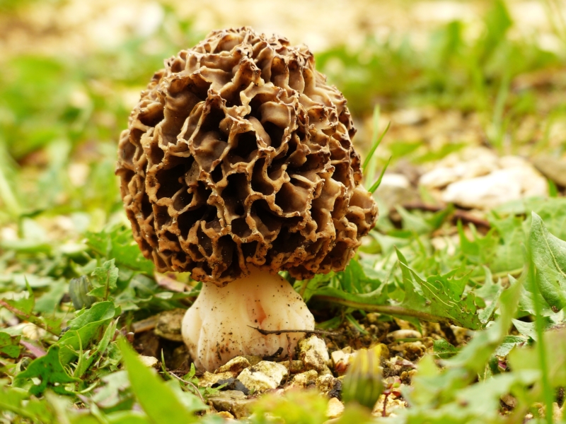 Morel Mushroom in wild - Pixabay