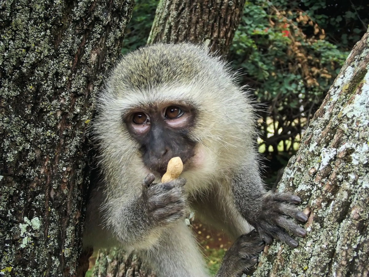 Monkey with Peanut vervet-337539_1920